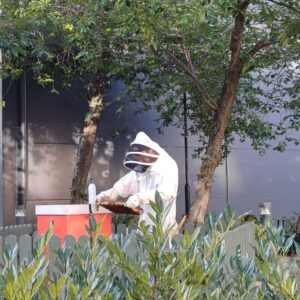 Biodlingskurs för nybörjare